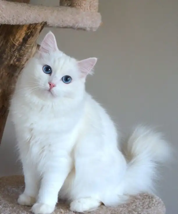 قطة بيضاء شيرازي