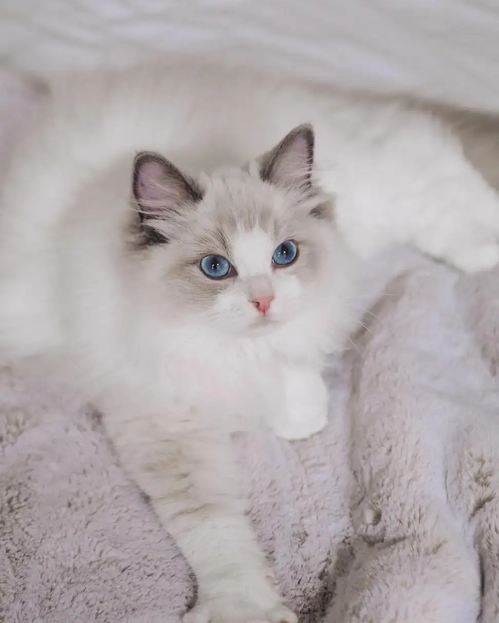 قطة بيضاء عيونها زرقاء