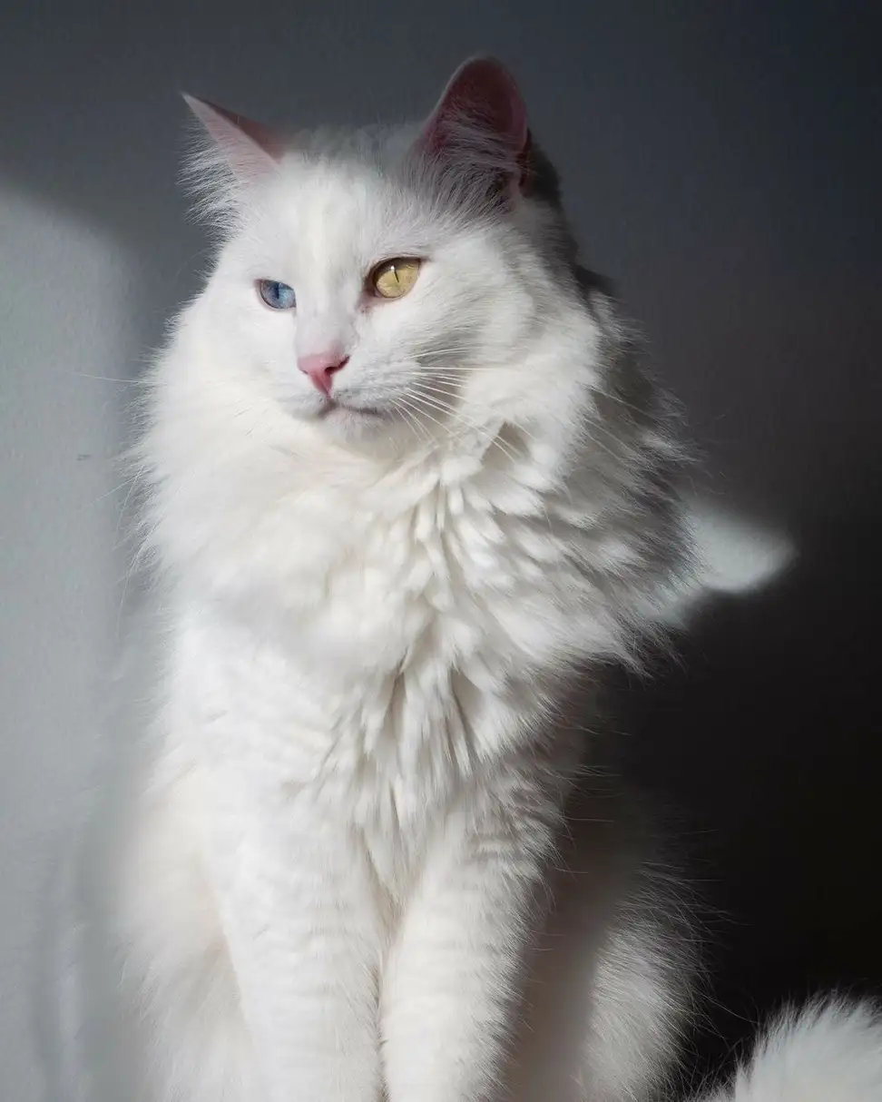 قطة بيضاء كيوت