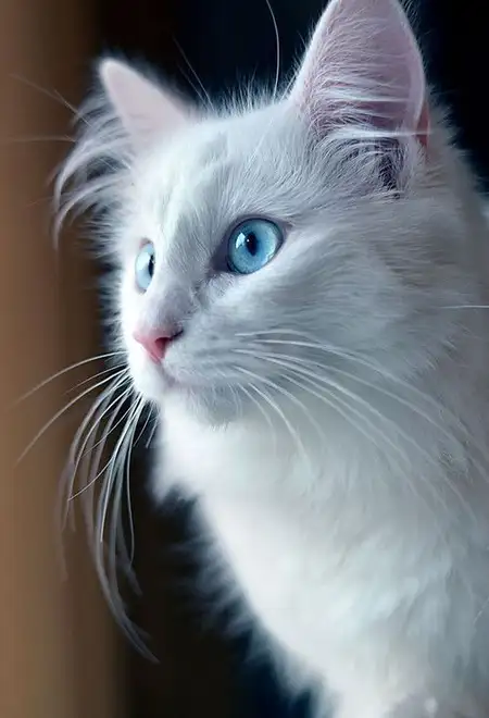 قطة بيضاء كيوت