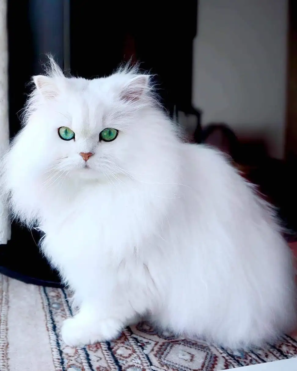 قطة سيامي بيضاء