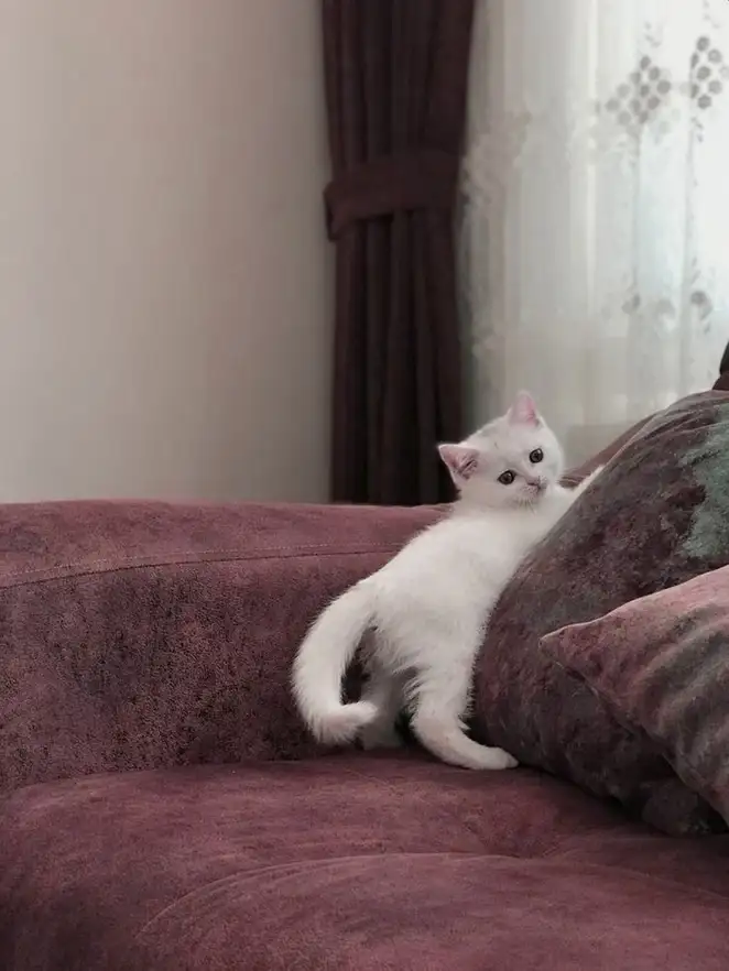 قطة شيرازي بيضاء