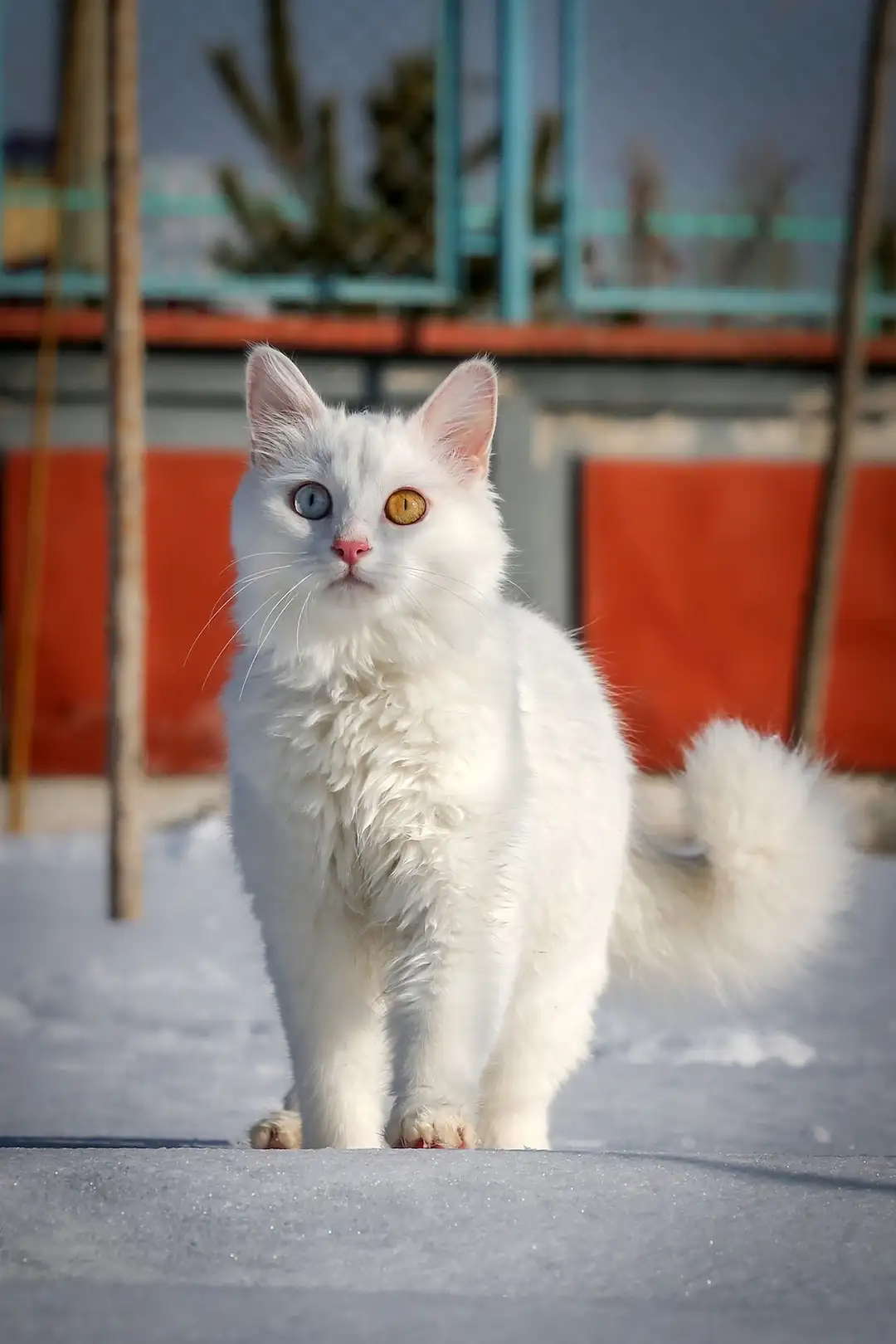 قطط بيضاء شيرازي