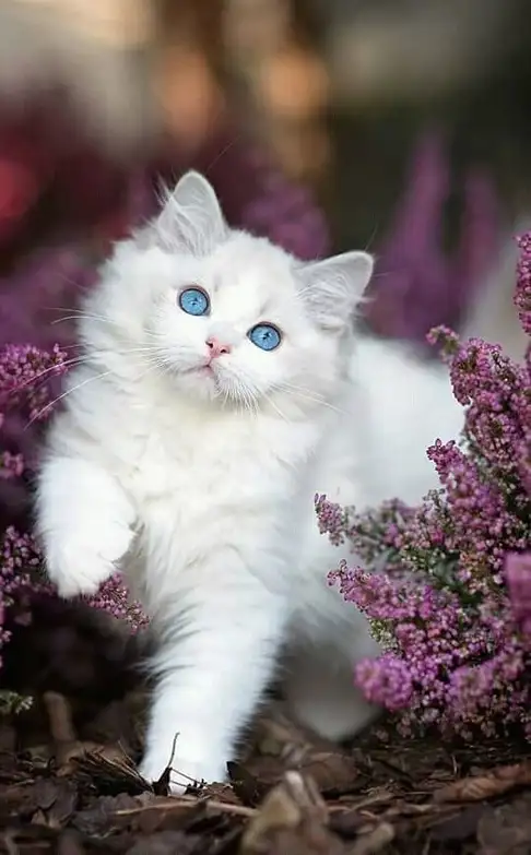 قطط بيضاء كيوت