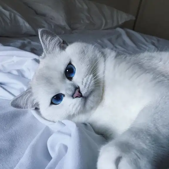 قطط بيضاء كيوت