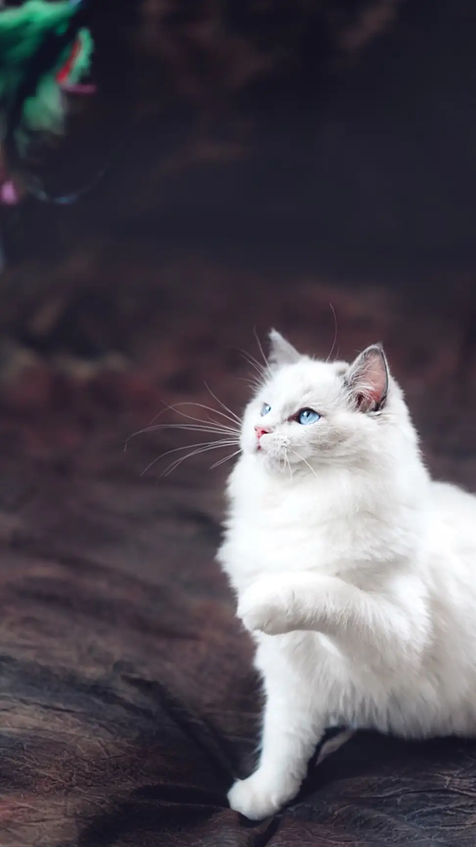 قطط بيضاء وعيونها زرقاء