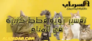 Read more about the article تفسير رؤية قطط كثيرة في المنام